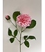 dahlia | roze | 60 centimeter | Per stuk te bestellen