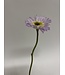 gerbera | paars | 28 centimeter | Per stuk te bestellen