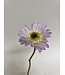 gerbera | paars | 28 centimeter | Per stuk te bestellen