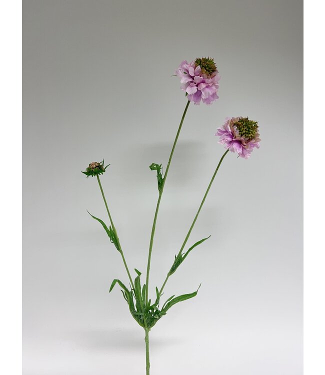 scabiosa | roze | 65 centimeter | Per stuk te bestellen