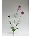 scabiosa | roze | 65 centimeter | Per stuk te bestellen