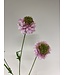 scabiosa | roze | 65 centimeter | Per stuk te bestellen