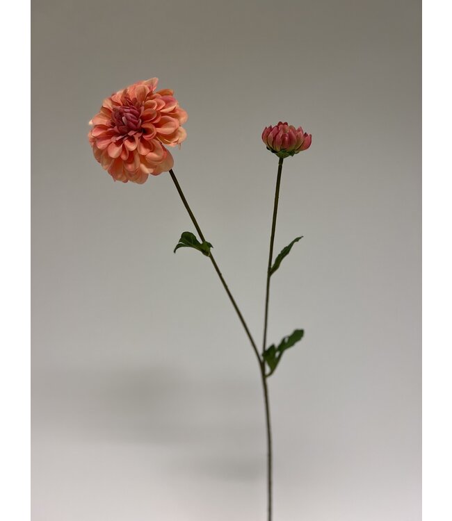 dahlia | roze | 63 centimeter | Per stuk te bestellen