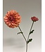 dahlia | roze | 63 centimeter | Per stuk te bestellen