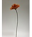 gerbera | oranje | 70 centimeter | Per stuk te bestellen