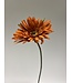 gerbera | oranje | 70 centimeter | Per stuk te bestellen