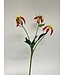 gloriosa | roze | 50 centimeter | Per stuk te bestellen