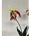 gloriosa | roze | 50 centimeter | Per stuk te bestellen