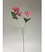 hibiscus 3x | roze | 66 centimeter | Per stuk te bestellen