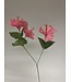 hibiscus 3x | roze | 66 centimeter | Per stuk te bestellen