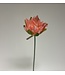 lotus bloem | roze | 47 centimeter | Per stuk te bestellen