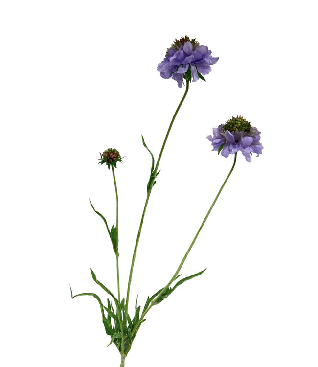 scabiosa | lila | 65 centimeter | Per stuk te bestellen