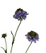 scabiosa | lila | 65 centimeter | Per stuk te bestellen