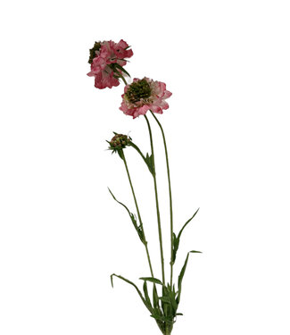 Silk Flowers by JJ scabiosa | roze | 65 centimeter | Per stuk