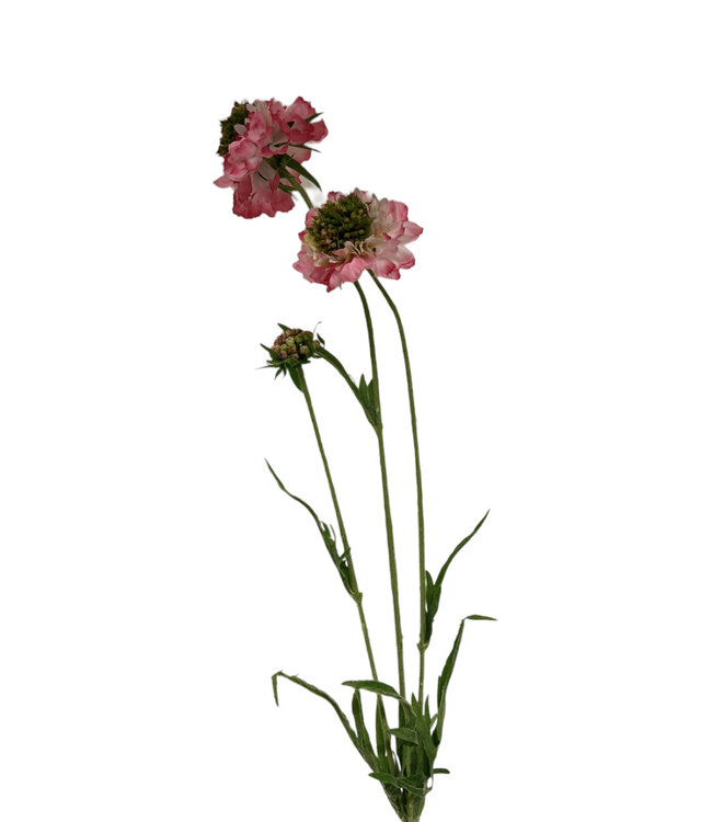 scabiosa | roze | 65 centimeter | Per stuk te bestellen