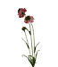 scabiosa | roze | 65 centimeter | Per stuk te bestellen