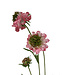 scabiosa | roze | 65 centimeter | Per stuk te bestellen