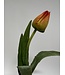 tulp ballade | oranje | 38 centimeter | Per stuk te bestellen