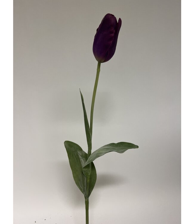 tulp | paars | 67 centimeter | Per stuk te bestellen