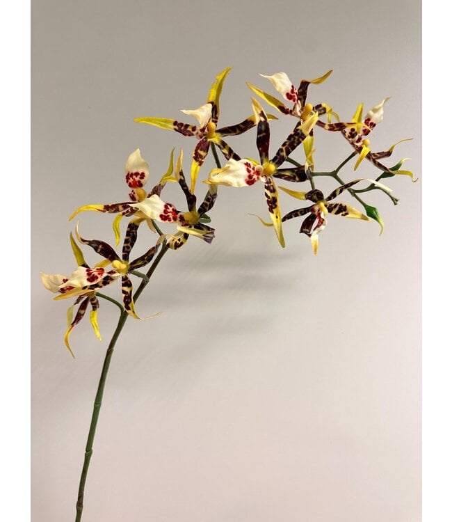 spider orchidee | geel bruin | 93 centimeter | Per stuk te bestellen