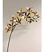 spider orchidee | geel bruin | 93 centimeter | Per stuk te bestellen