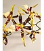 spider orchidee | geel bruin | 93 centimeter | Per stuk te bestellen