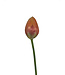 tulp | oranje | 66 centimeter | Per stuk te bestellen