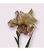 iris | roze | 70 centimeter | Per stuk te bestellen