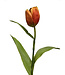 tulp  | oranje | 47 centimeter | Per stuk te bestellen