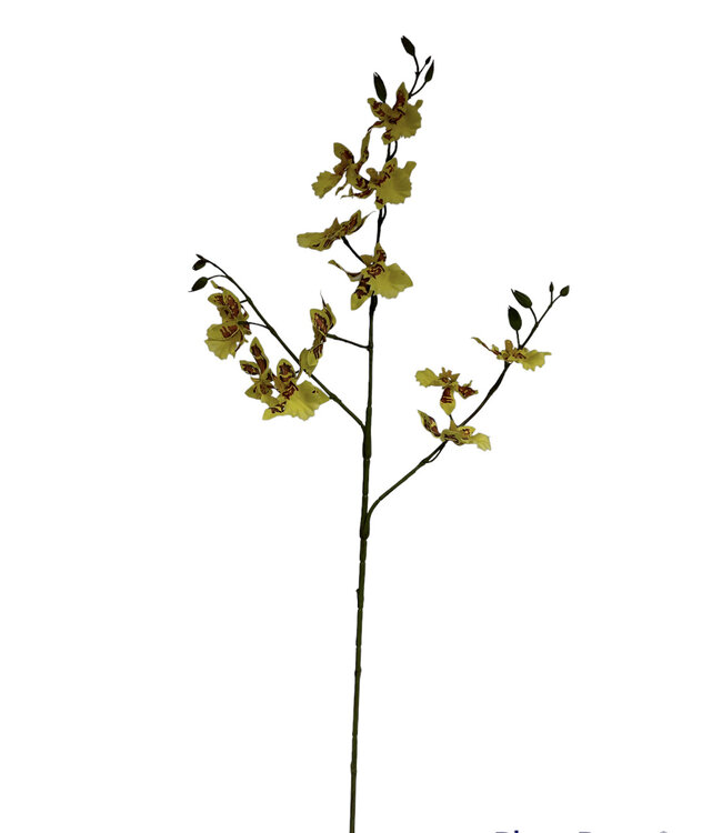 tijger orchidee | geel | 85 centimeter | Per stuk te bestellen