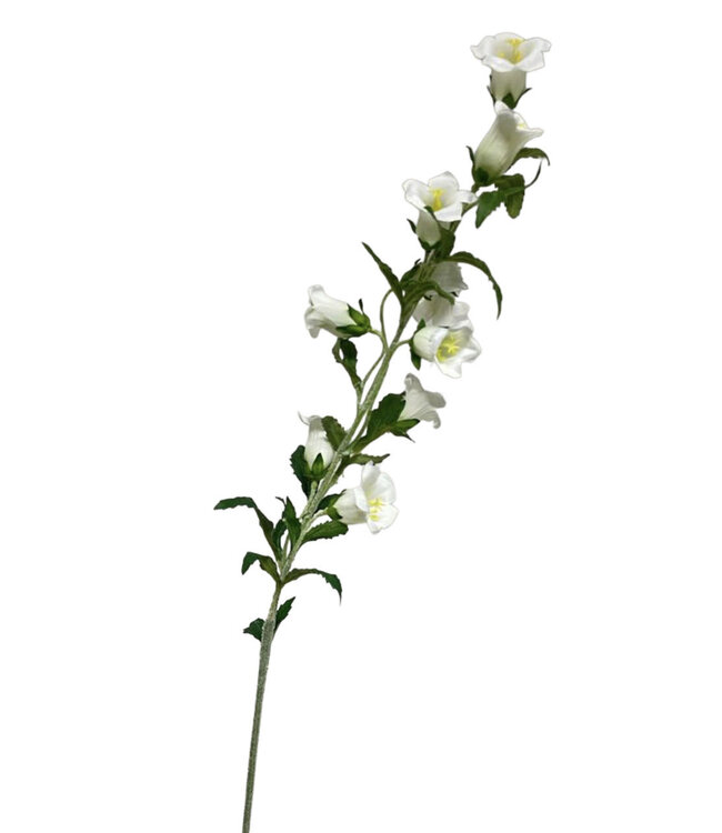 campanula | wit | 86 centimeter | Per stuk te bestellen