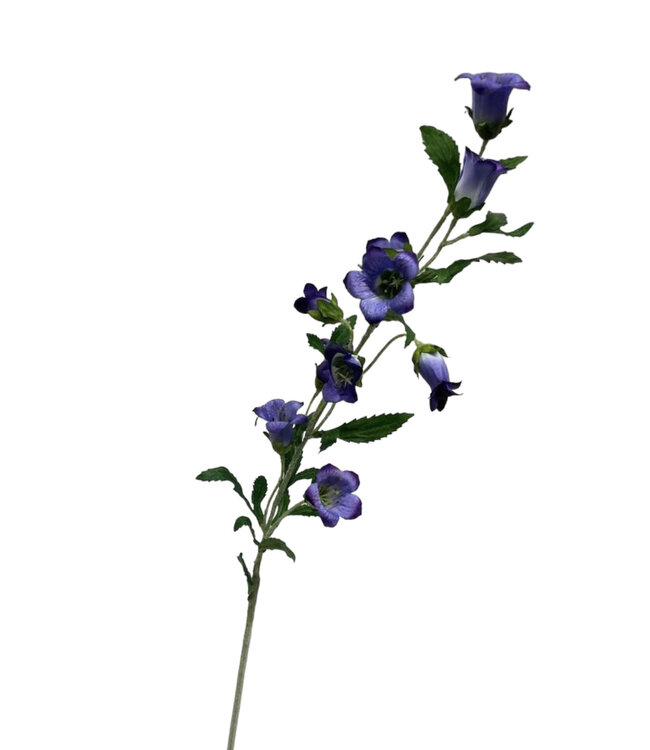 campanula | paars | 86 centimeter | Per stuk te bestellen