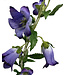 campanula | paars | 86 centimeter | Per stuk te bestellen