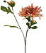 dahlia | roze | 63 centimeter | Per stuk te bestellen