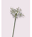 nerine | wit | 67 centimeter | Per stuk te bestellen