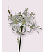 nerine | wit | 67 centimeter | Per stuk te bestellen