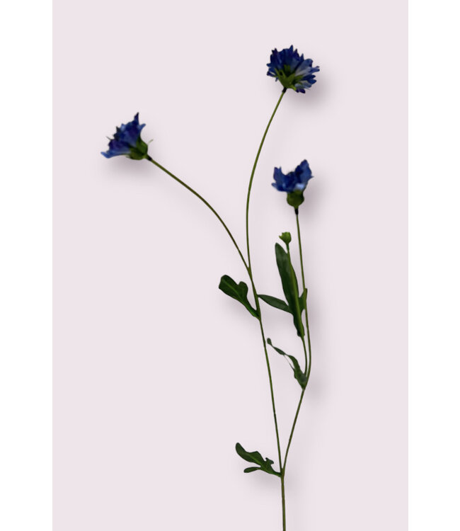 korenbloem | blauw | 59 centimeter | Per stuk te bestellen