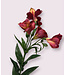 alstroemeria | fuchsia | 75 centimeter | Per stuk te bestellen