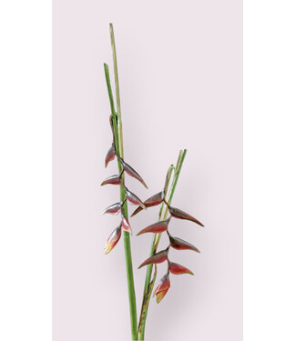 Silk Flowers by JJ heliconia | bordeaux | 80 + 53 centimeter | Per stuk