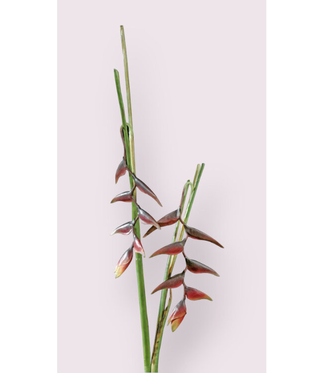 heliconia | bordeaux | 80 + 53 centimeter | Per stuk te bestellen