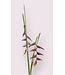 heliconia | bordeaux | 80 + 53 centimeter | Per stuk te bestellen