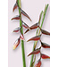 heliconia | bordeaux | 80 + 53 centimeter | Per stuk te bestellen