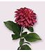 dahlia | roze | 70 centimeter | Per stuk te bestellen