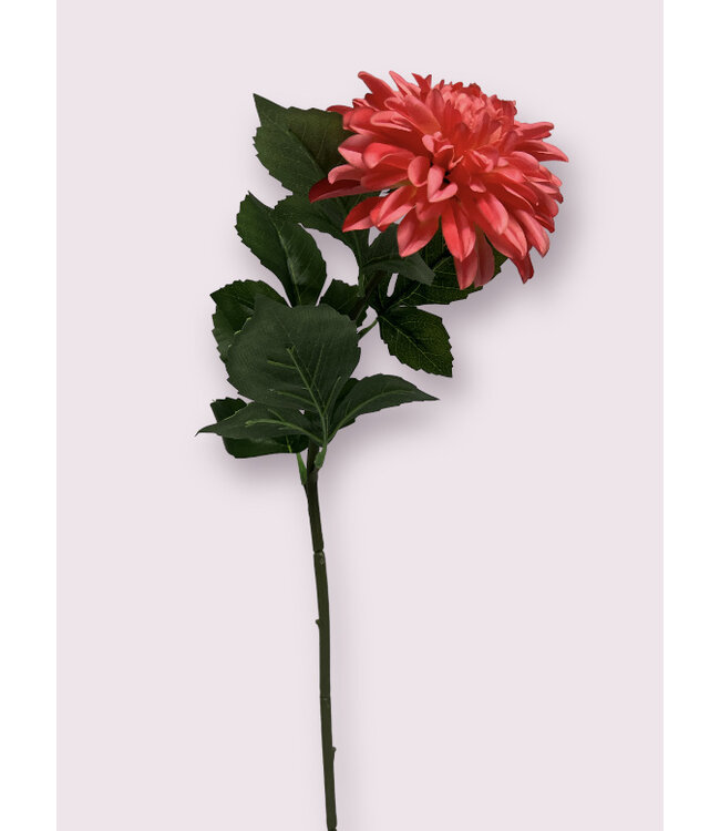 dahlia  | roze | 70 centimeter | Per stuk te bestellen