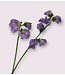 lathyrus | lila | 48 centimeter | Per stuk te bestellen