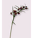 fritillaria | fuchsia | 65 centimeter | Per stuk te bestellen