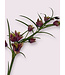 fritillaria | fuchsia | 65 centimeter | Per stuk te bestellen