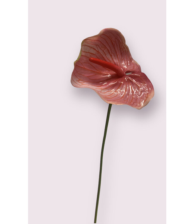 anthurium  | roze | 70 centimeter | Per stuk te bestellen