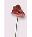 anthurium  | roze | 70 centimeter | Per stuk te bestellen