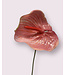 anthurium | roze | 70 centimeter | Per stuk te bestellen